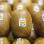 Η Zespri ανεβάζει τις προβλέψεις της για τη σεζόν 2025/26, αποδόσεις ρεκόρ σε όλες τις κατηγορίες - Fresher
