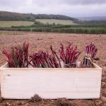 Κομβικό το πολλαπλασιαστικό υλικό για την παραγωγή ποιοτικών τροφίμων