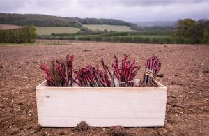 Κομβικό το πολλαπλασιαστικό υλικό για την παραγωγή ποιοτικών τροφίμων