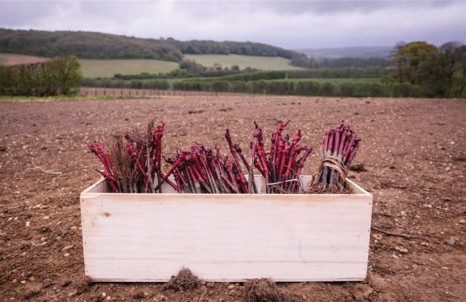 Κομβικό το πολλαπλασιαστικό υλικό για την παραγωγή ποιοτικών τροφίμων