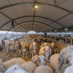 Νέα κρούσματα καταρροϊκού πυρετού στη Μεσσηνία