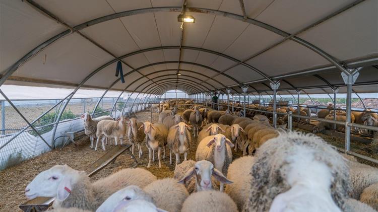 Νέα κρούσματα καταρροϊκού πυρετού στη Μεσσηνία