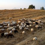 Μπλόκο της ΑΑΔΕ σε 8.000 απαγορευμένα εμβόλια από την Τουρκία για την ευλογιά αιγοπροβάτων