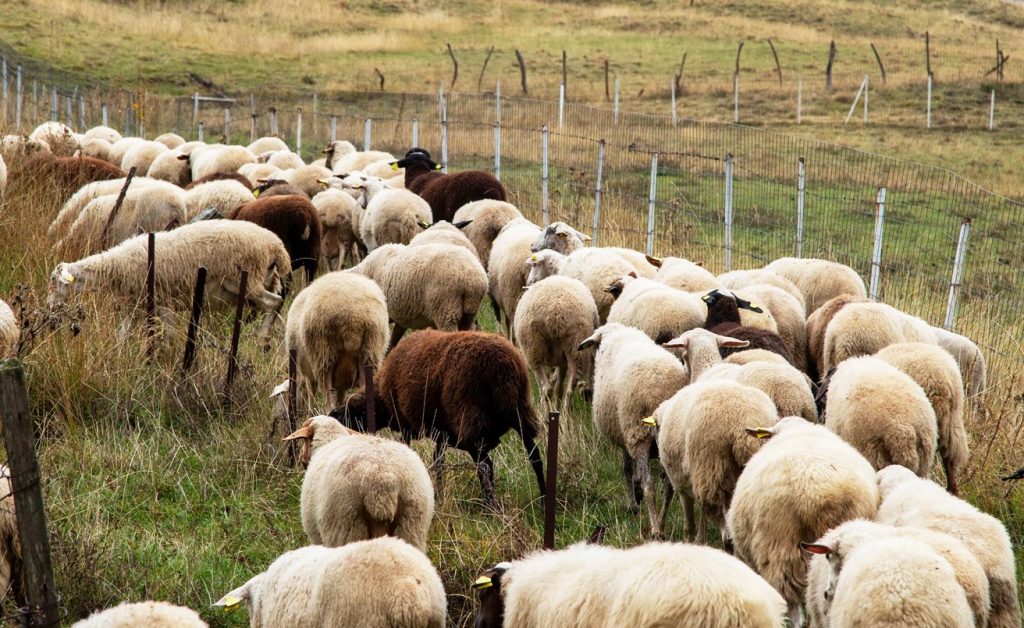 Σε «ειδική κινητοποίηση» η Κεφαλονιά ως 11 Μαΐου 2026 για αποτροπή μετάδοσης ευλογιάς αιγοπροβάτων