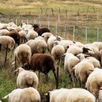 Νέες συλλήψεις για παραβιάσεις μέτρων κατά ευλογιάς, εντατικοποιούνται οι έλεγχοι