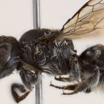 Αυστραλία: Ανακαλύφθηκε νέο είδος μέλισσας που ονομάστηκε «Λούσιφερ» λόγω της διαβολικής όψης της