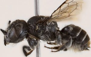 Αυστραλία: Ανακαλύφθηκε νέο είδος μέλισσας που ονομάστηκε «Λούσιφερ» λόγω της διαβολικής όψης της