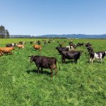 Η Γαλλία άρει πρόωρα τις απαγορεύσεις εξαγωγών βοοειδών λόγω οζώδους δερματίτιδας