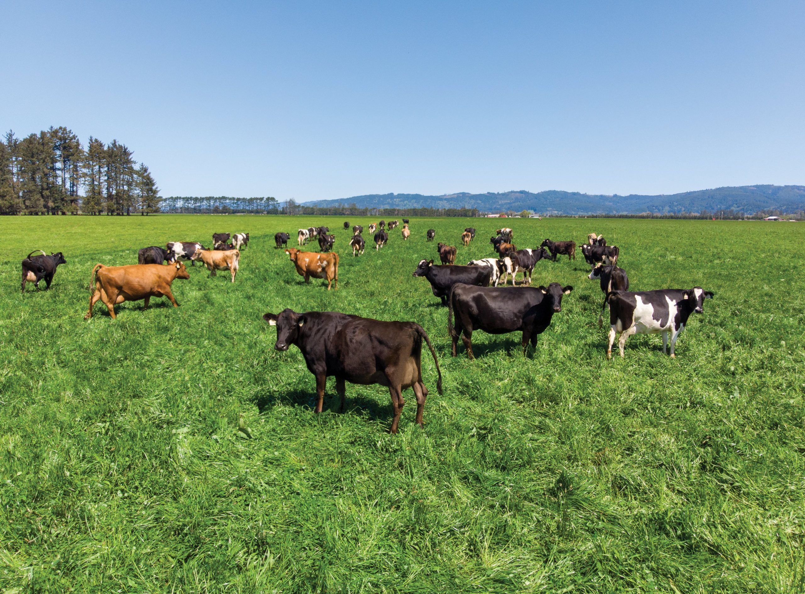 Η Γαλλία άρει πρόωρα τις απαγορεύσεις εξαγωγών βοοειδών λόγω οζώδους δερματίτιδας