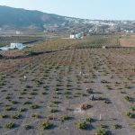 Στην οικογένεια της Κυρ-Γιάννη το 100% του εμβληματικού Κτήματος Σιγάλα - Winetrails