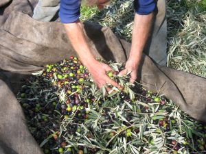 Έκκληση για άμεση επίλυση του ζητήματος των επιχορηγήσεων 2024 των ΟΕΦ