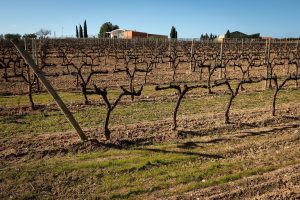 Παγκόσμια πρωτοβουλία για ενιαία μέτρηση άνθρακα στα αμπελοτόπια του κόσμου
