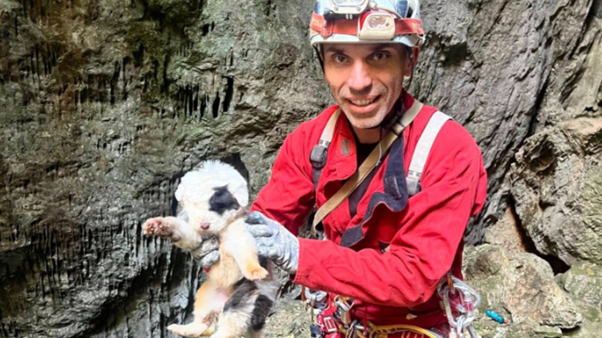 Φρίκη στο Πήλιο: Πέταξαν κουτάβια σε γκρεμό – Ζωντανό μόνο ένα