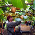 Ο πεντάλογος της επιτυχημένης καλλιέργειας ακτινιδίων στην Ελλάδα - Fresher