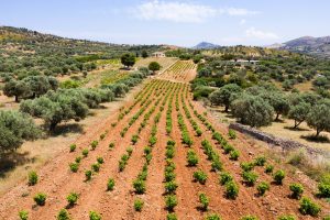 Ετήσια επιδότηση 80 ευρώ/στρμ. για καλλιεργητές Σαββατιανού - Winetrails