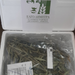 ΕΛΓΟ-ΔΗΜΗΤΡΑ: Nέο κεφάλαιο στην παραγωγή πολλαπλασιαστικού υλικού οπωροφόρων δένδρων στην Ελλάδα