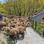 Ευλογιά: Μειώνονται τα κρούσματα, παραμένουν η ανησυχία και τα ερωτήματα για τους παραγωγούς