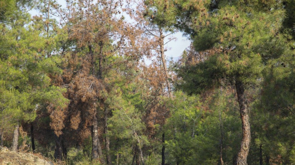 Συναγερμός για βλήμα στο Σέιχ Σου