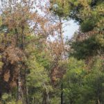 Συναγερμός για βλήμα στο Σέιχ Σου