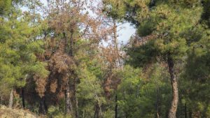 Συναγερμός για βλήμα στο Σέιχ Σου