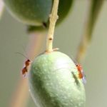 ΑΑΔΕ: Στα 1,524 ευρώ/κιλό η τιμή βάσης για την εισφορά δακοκτονίας