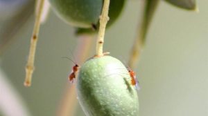 ΑΑΔΕ: Στα 1,524 ευρώ/κιλό η τιμή βάσης για την εισφορά δακοκτονίας