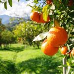 Ο αγροτικός τομέας στο επίκεντρο της συνάντησης των G20 στο Johannesburg