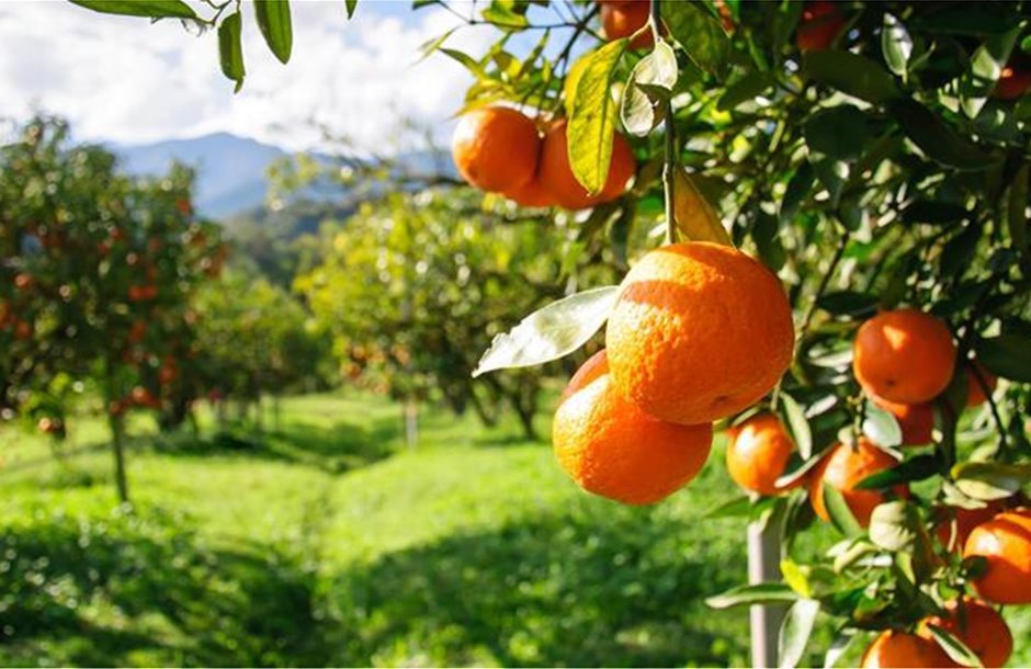 Ο αγροτικός τομέας στο επίκεντρο της συνάντησης των G20 στο Johannesburg
