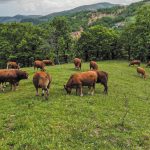 Υπερδιπλάσια η τιμή του μοσχαρίσιου από τον παραγωγό στον καταναλωτή