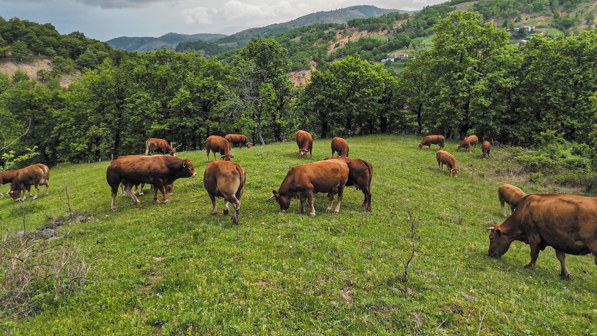 Υπερδιπλάσια η τιμή του μοσχαρίσιου από τον παραγωγό στον καταναλωτή