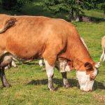 Σφαγή 25.000 αγελάδων λόγω αμερικανικών δασμών εξετάζουν οι Ελβετοί