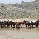 Αιτωλοακαρνανία: Καταγγελίες για μαζικές εξαφανίσεις άγριων αλόγων