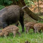 Νέες εστίες αφρικανικής πανώλης χοίρων στην Βουλγαρία, σε επιφυλακή οι κτηνιατρικές αρχές της χώρας μας