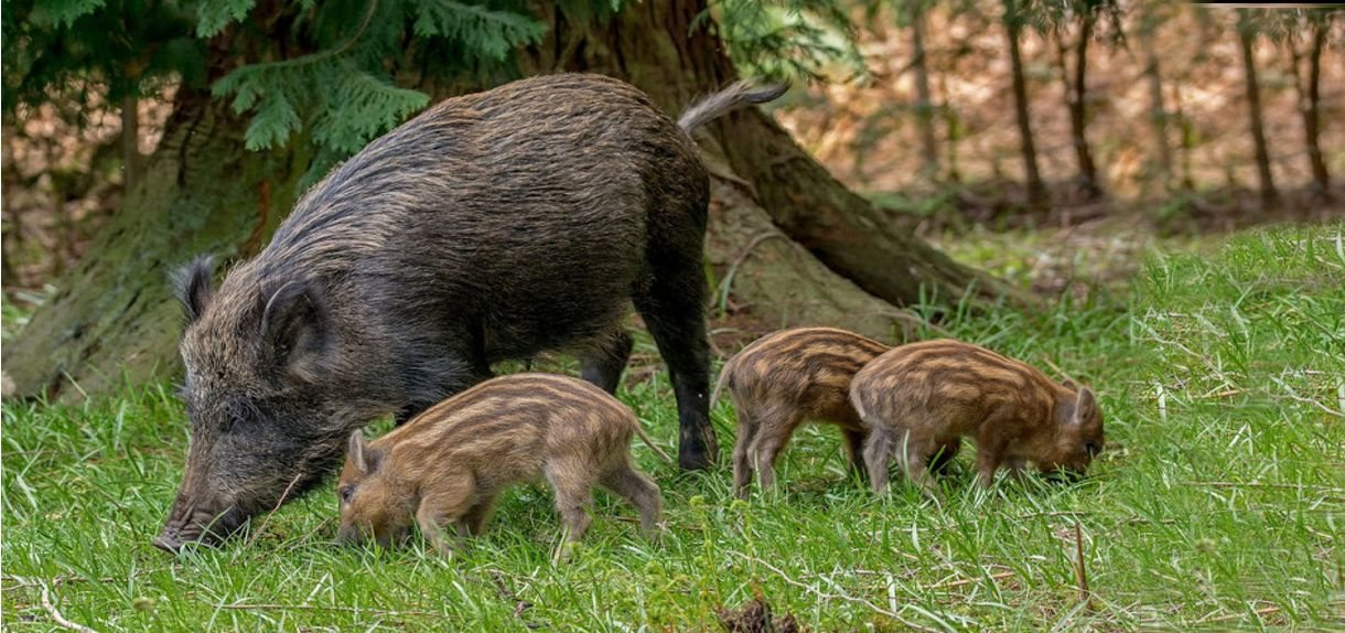 Νέες εστίες αφρικανικής πανώλης χοίρων στην Βουλγαρία, σε επιφυλακή οι κτηνιατρικές αρχές της χώρας μας