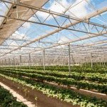 Αγροβολταϊκά στο Ισραήλ: ανάμεσα στην ενεργειακή μετάβαση και την αγροτική πραγματικότητα