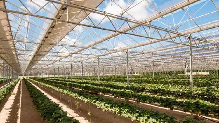 Αγροβολταϊκά στο Ισραήλ: ανάμεσα στην ενεργειακή μετάβαση και την αγροτική πραγματικότητα