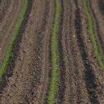 Η AGRI εγκρίνει συμφωνία για την απλοποίηση των γεωργικών κανόνων της ΕΕ