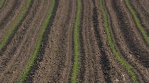 Η AGRI εγκρίνει συμφωνία για την απλοποίηση των γεωργικών κανόνων της ΕΕ