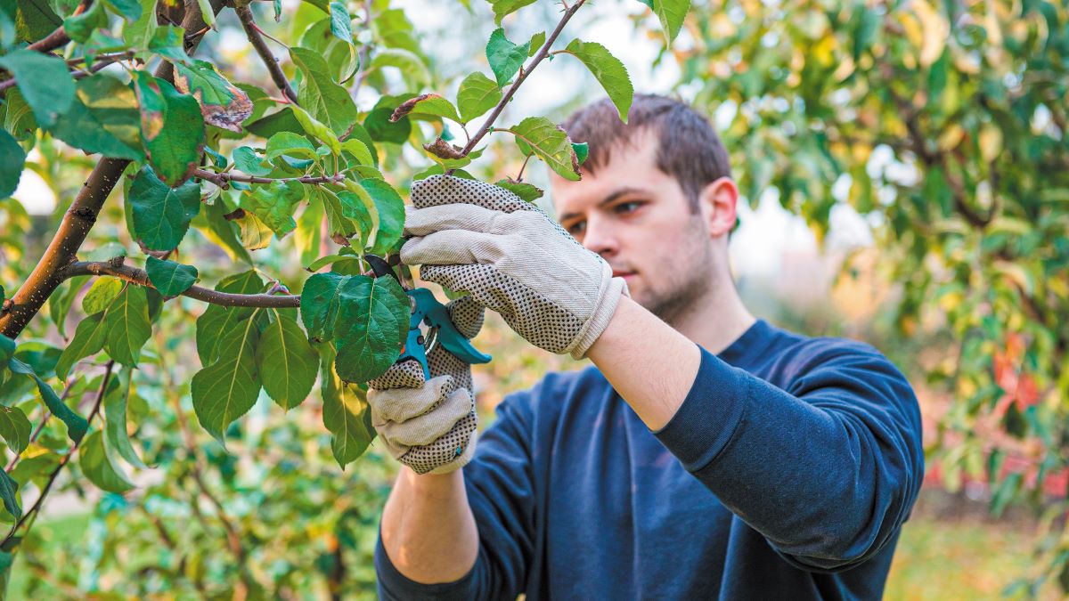 EU CAP Network: Στρατηγικές ανανέωσης των γενεών στη γεωργία από τα κράτη-μέλη
