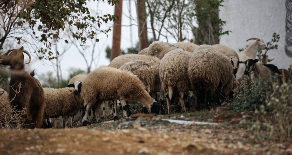 Παρέμβαση του Αρείου Πάγου για την ευλογιά των αιγοπροβάτων