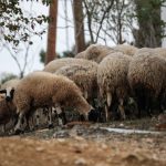 Παρέμβαση του Αρείου Πάγου για την ευλογιά των αιγοπροβάτων