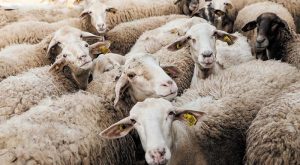 Κεφαλονιά: Ενεργοποιείται η Πολιτική Προστασία – Νέοι έλεγχοι και συλλήψεις για παραβιάσεις μέτρων ζωονόσων