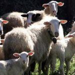 Προληπτικά σε λειτουργία τρεις σταθμοί απολύμανσης για ευλογιά αιγοπροβάτων στην Πελοπόννησο