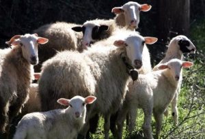 Προληπτικά σε λειτουργία τρεις σταθμοί απολύμανσης για ευλογιά αιγοπροβάτων στην Πελοπόννησο