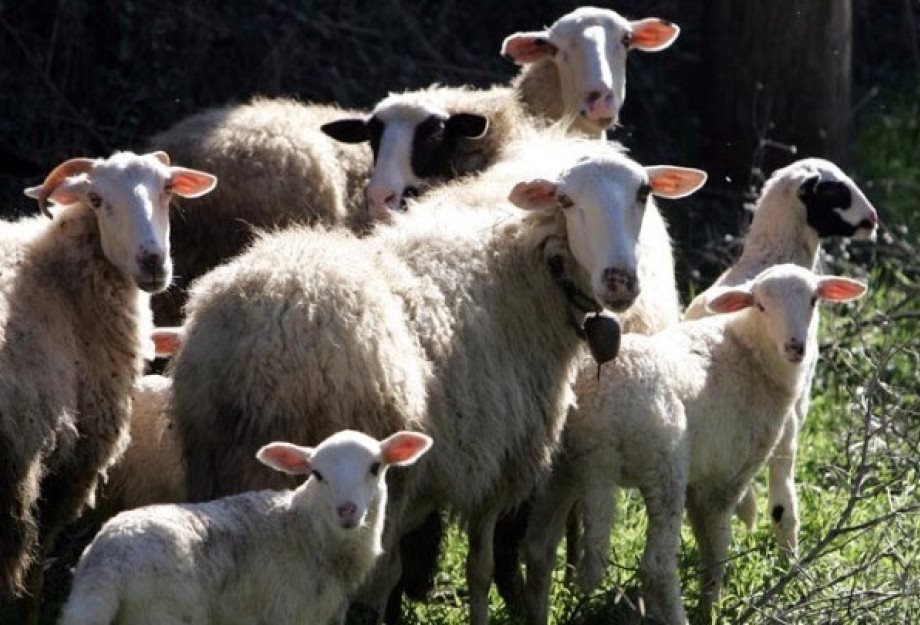 Προληπτικά σε λειτουργία τρεις σταθμοί απολύμανσης για ευλογιά αιγοπροβάτων στην Πελοπόννησο