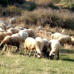 areios-pagos-katepeigousa-prokatarktiki-exetasi-gia-pithanes-paraviaseis-sti-diacheirisi-tis-evlogias-65163