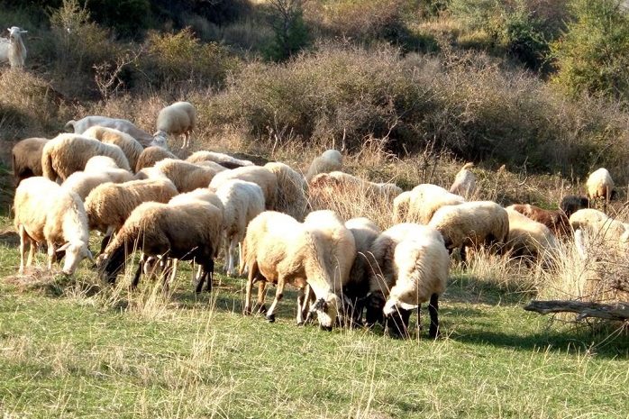 areios-pagos-katepeigousa-prokatarktiki-exetasi-gia-pithanes-paraviaseis-sti-diacheirisi-tis-evlogias-65163