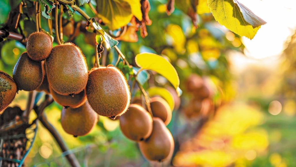 Προετοιμάζεται το άνοιγμα της αγοράς του Βιετνάμ για το ελληνικό ακτινίδιο