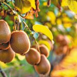 Προετοιμάζεται το άνοιγμα της αγοράς του Βιετνάμ για το ελληνικό ακτινίδιο