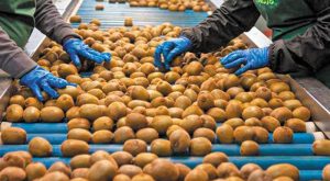 epitheorites-apo-to-vietnam-episkefthikan-ellinikes-ekmetallefseis-aktinidion-317303